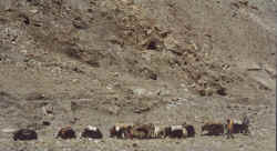 Yak caravan